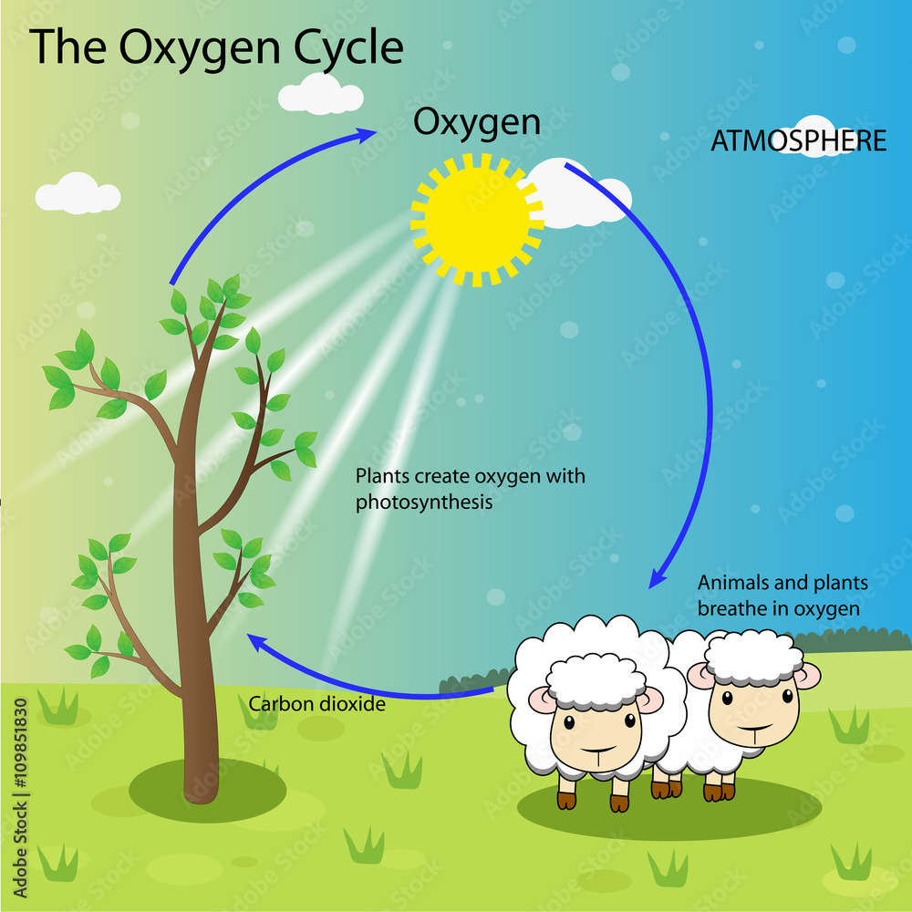 Oxygen Cycle" Images – Browse 58 Stock Photos, Vectors, and Video | Adobe  Stock