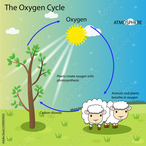 the oxygen cycle