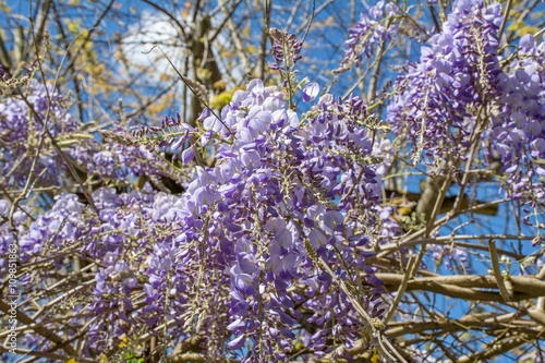 glycines en fleurs au printemps photo