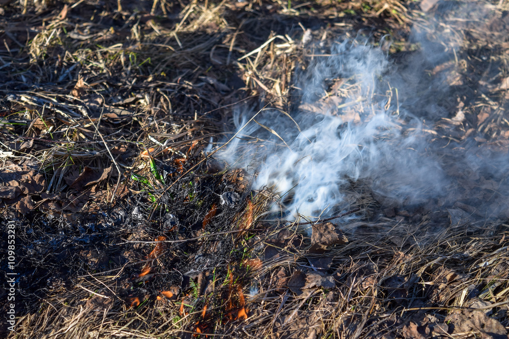 Obraz premium Burning steaming dry grass early in spring