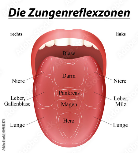 Tongue reflexology chart - GERMAN LABELING - with description of the corresponding internal organs. Isolated vector illustration over white.
