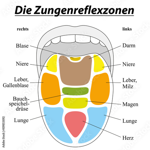 Tongue with reflexology areas of the corresponding internal organs. GERMAN LABELING! Isolated vector illustration on white background.