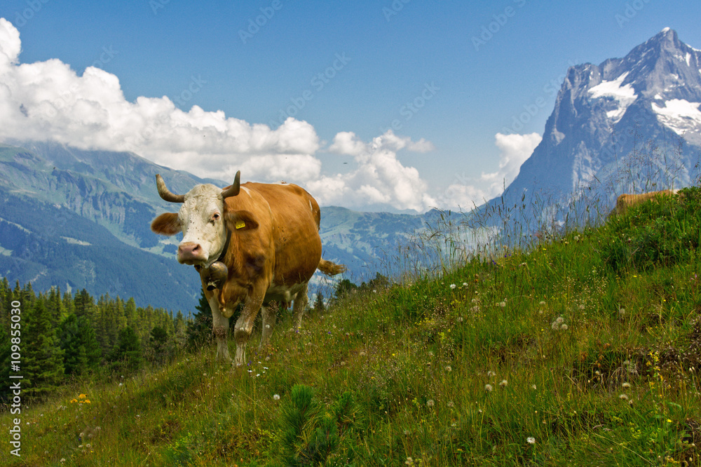 Cow in idyllic alpine landscape, Alps mountains  and countryside in summer, Switzerland

