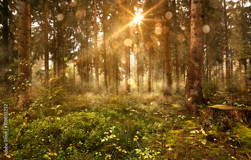 Fototapeta samoprzylepna słońce świecące w lesie pomiedzy drzewami