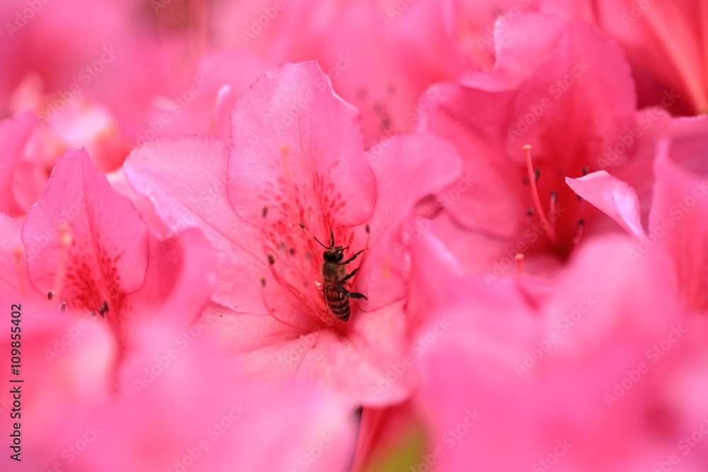 Bee on azalea flowers had come to take the honey.
Bee on azalea flowers had come to take the honey.