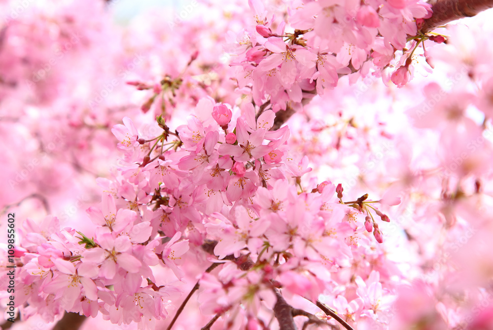 Fototapeta premium Weeping cherry