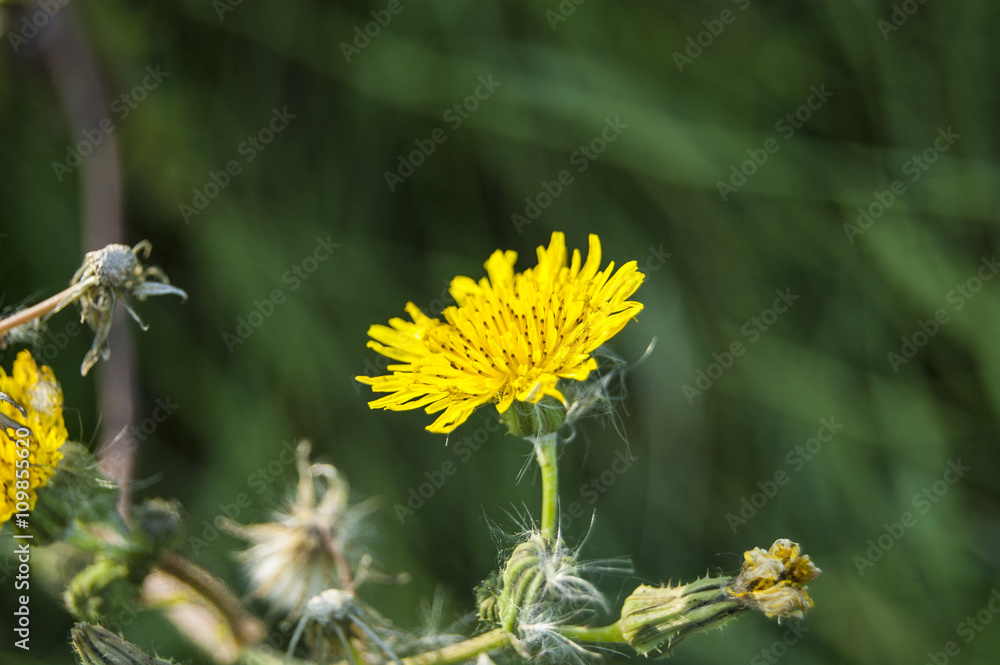 Wallpaper Macro Yellow Flower on Blur Background Wallpaper Macro Yellow Flower on Blur Background