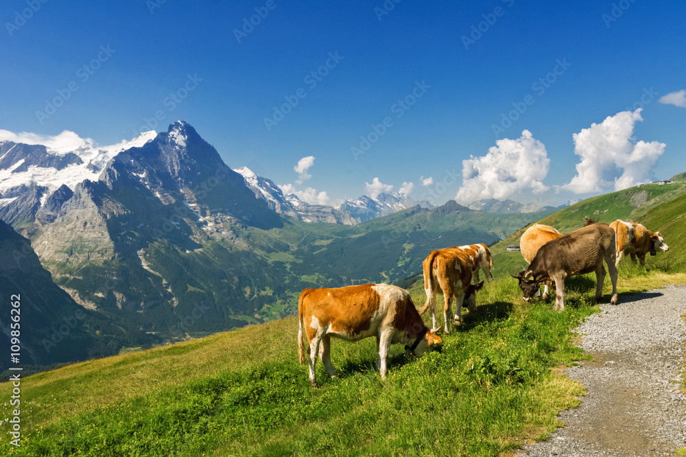 Fototapeta premium Beautiful idyllic alpine landscape with cows, Alps mountains and countryside in summer, Switzerland 