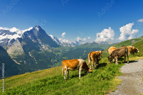 Beautiful idyllic alpine landscape with cows, Alps mountains and countryside in summer, Switzerland 