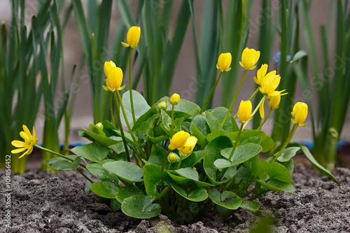 Perennial herbaceous plant. Caltha palustris L