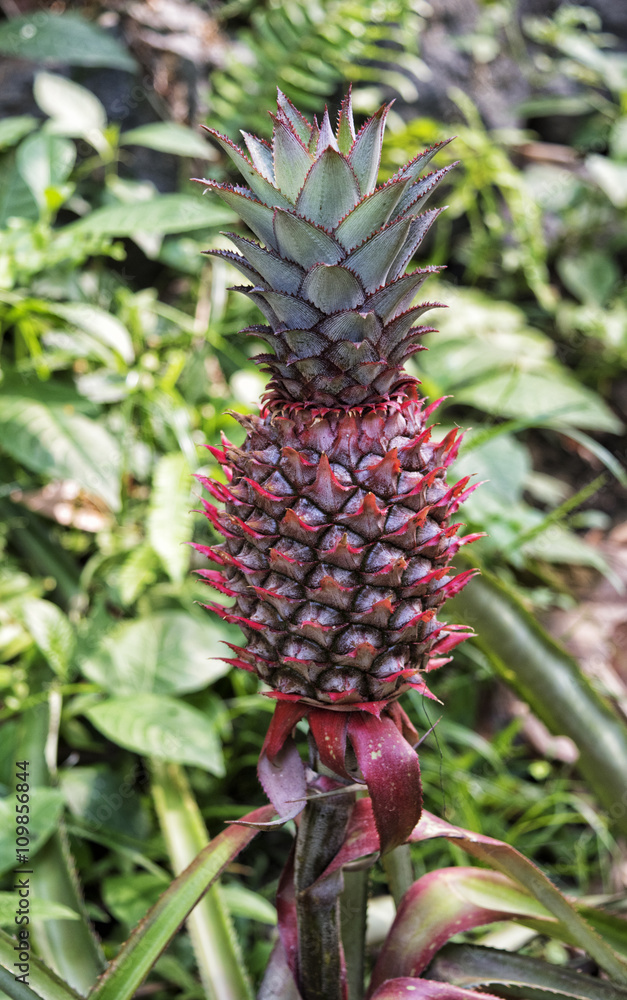 Growing young pineapple in tropical regions
Growing young pineapple in tropical regions