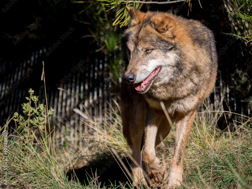 Obraz premium Male wolf moving around a farm