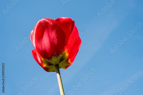 große rote Tulpe mit blauem Himmel
