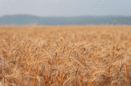 Ready to harvest field gold ears of wheat under the blue sky.
