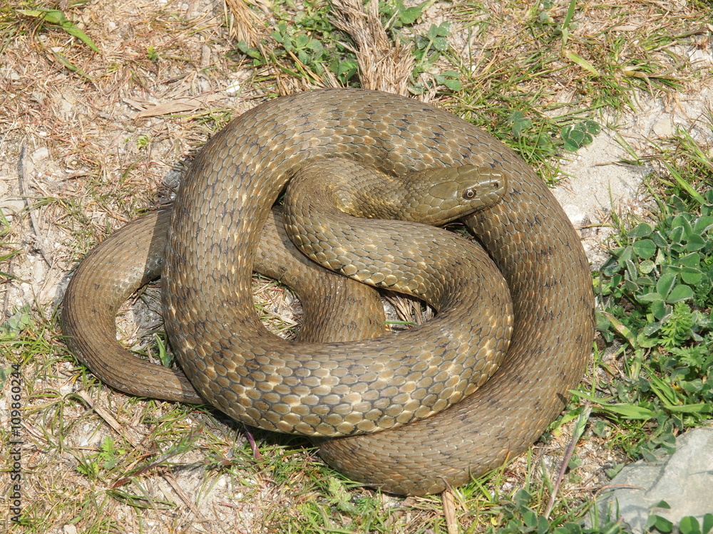 Naklejka premium Dice snake (Natrix tessellata)
