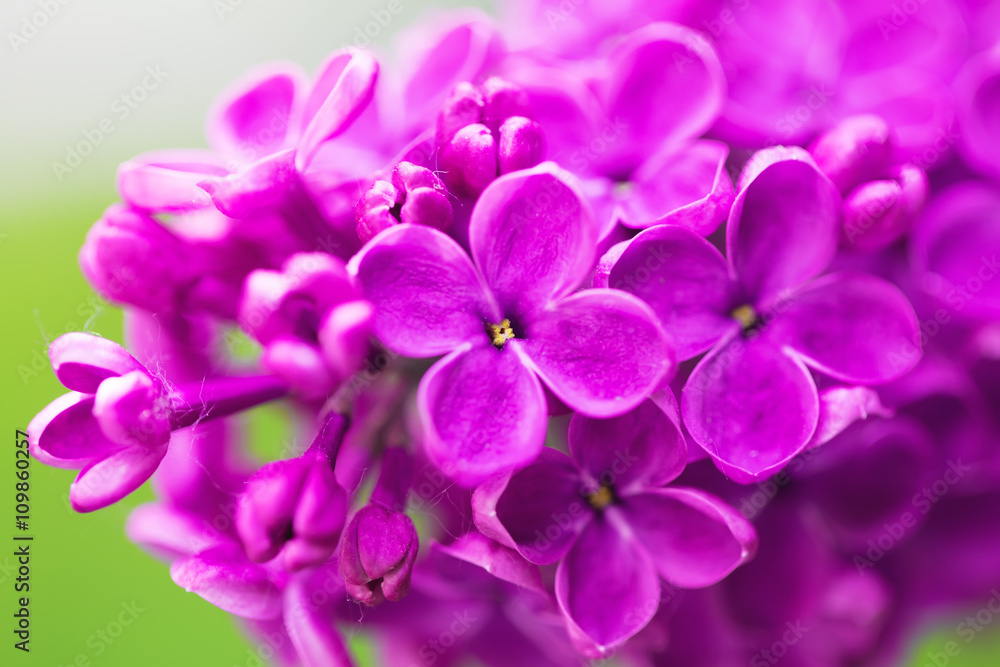 Vibrant spring blossom of lilac, green fresh background.