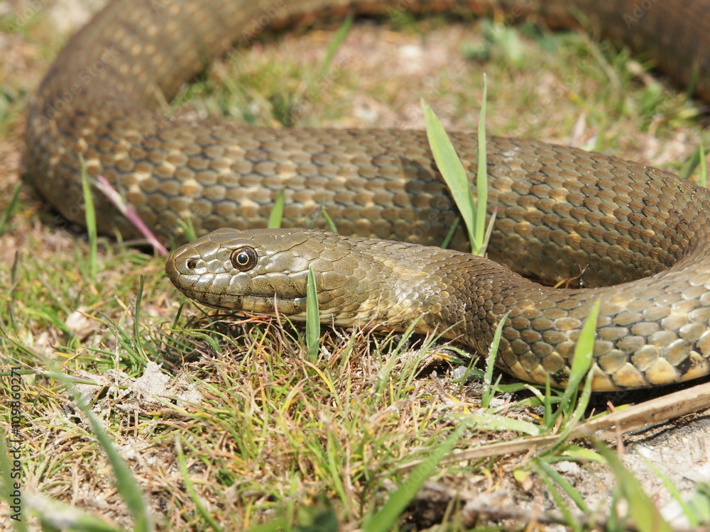 Dice snake (Natrix tessellata) Dice snake (Natrix tessellata)