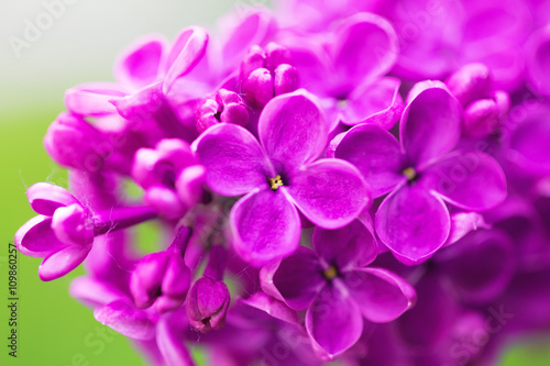 Vibrant spring blossom of lilac, green fresh background.