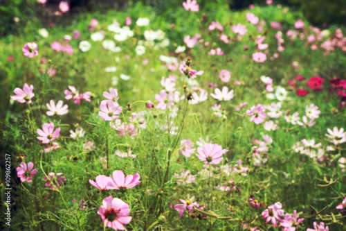 Blurred cosmos flower fields, vintage toned image background. © enrouteksm