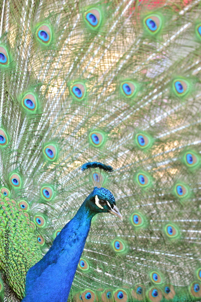 Paon Qui Fait La Roue Stock Photo Adobe Stock