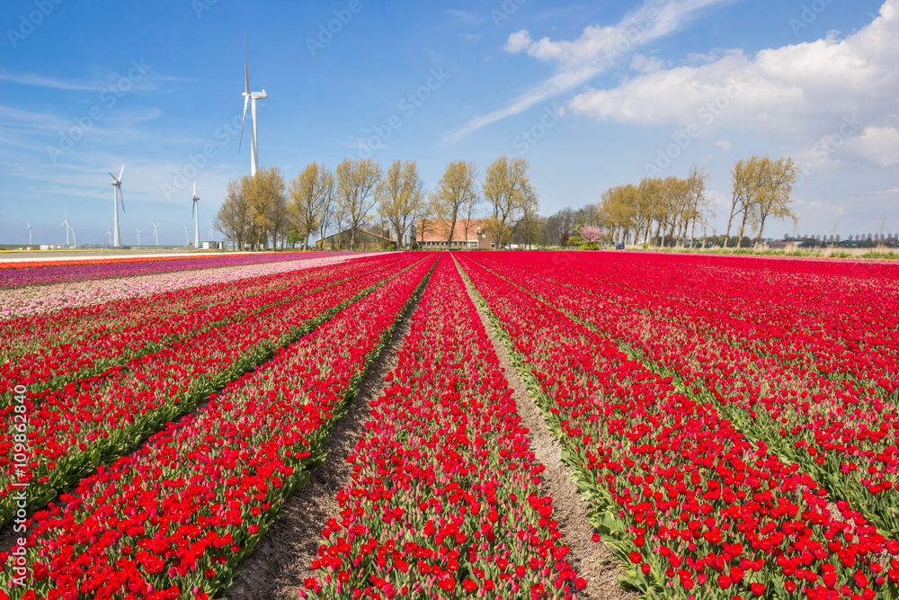 Field of red and pink tulips and a farm