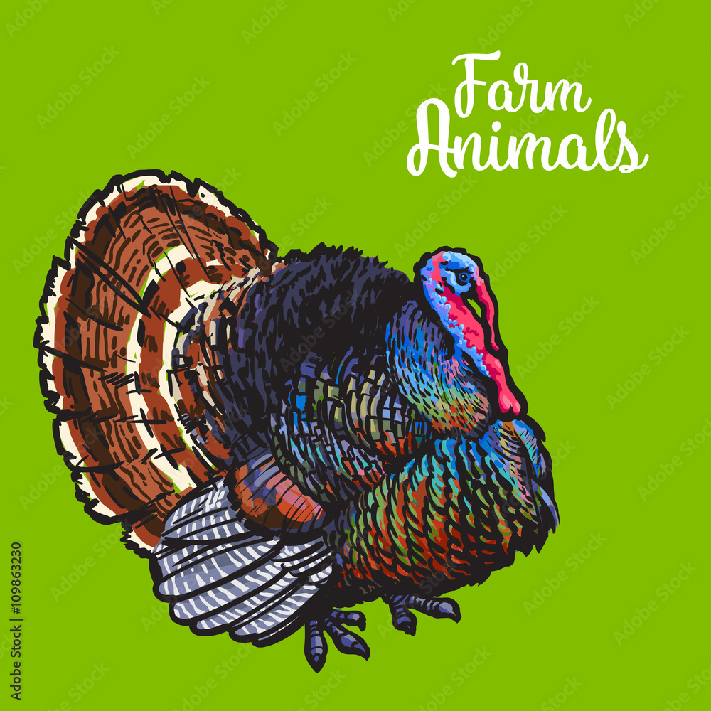 wild turkey color drawings