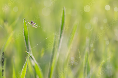 the spider on gossamer in grass with droplets of dew in the morning sun. soft focus, shallow DOF.