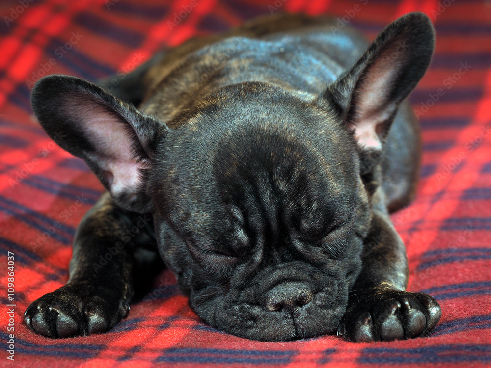 Dog lying on a red rug. portrait of a dog. Dog black French bulldog. Young pup 