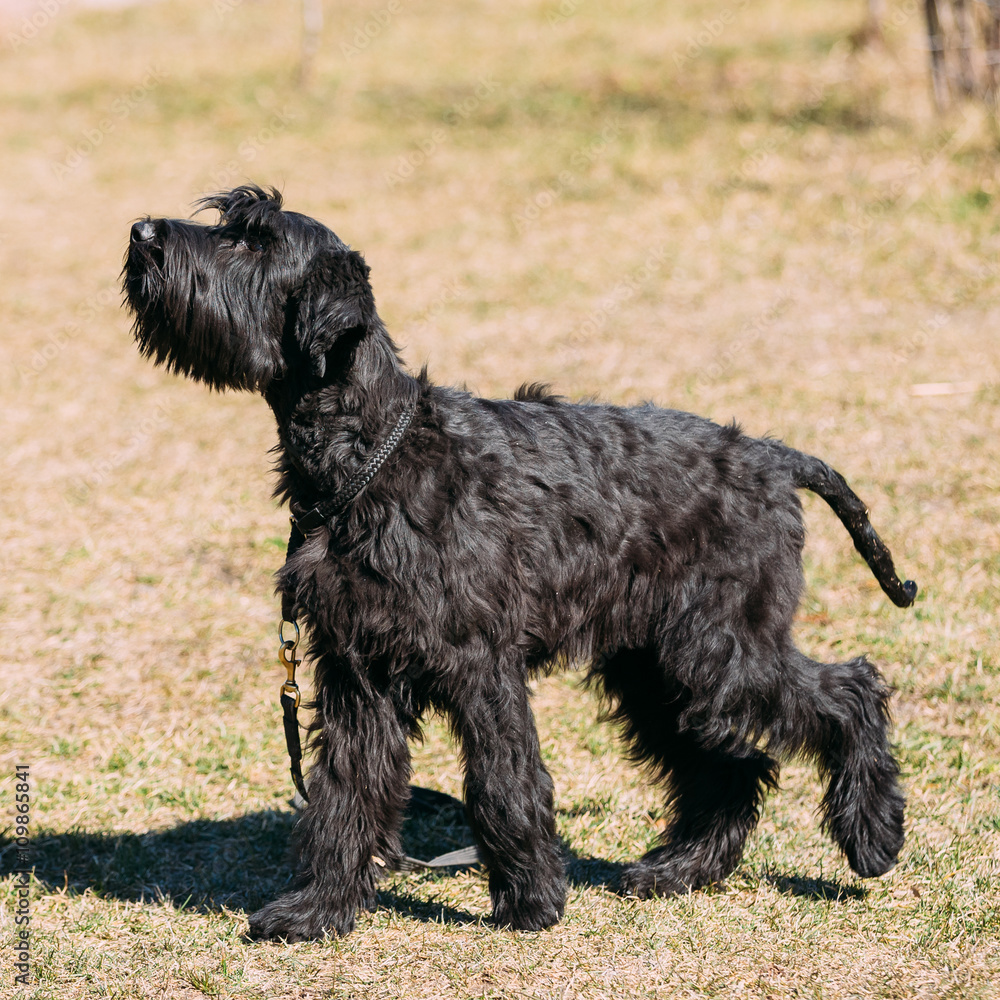 Black Giant Schnauzer or Riesenschnauzer dog outdoor