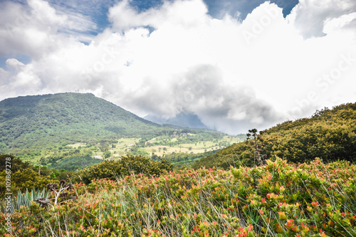 The green valley and flowers in between the volcanoes of Santa Ana, Izalco and Cerro Verde, El Salvador