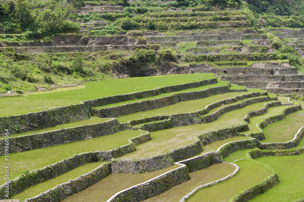 Reisterrassen / Reisterrassen in der Umgebung von Banaue, Batad auf der Insel Luzon, Philippinen. Reisterrassen / Reisterrassen in der Umgebung von Banaue, Batad auf der Insel Luzon, Philippinen.