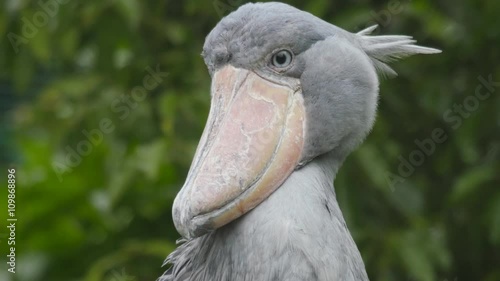 shoebill stork(Balaenicipitinae)