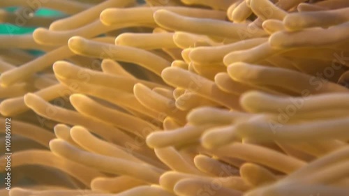 Anemones and clown fish in the stream. Close Up Shot. Amazing, beautiful underwater marine life world of sea creatures in Maldives. Scuba diving and tourism. photo