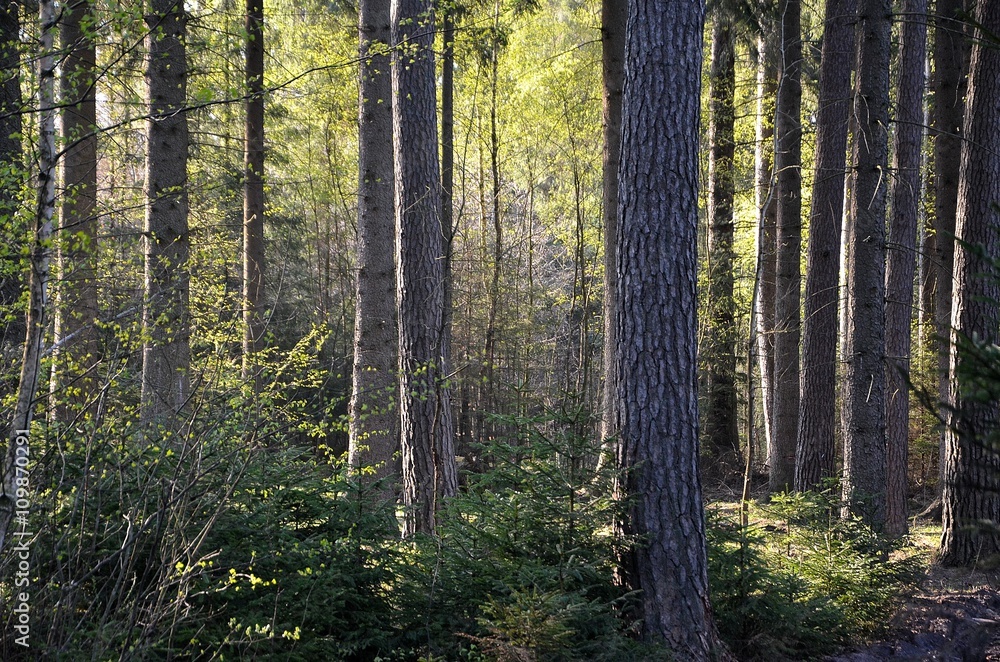 Fototapeta premium forest pond