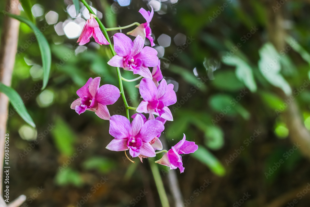 orchid flower in garden