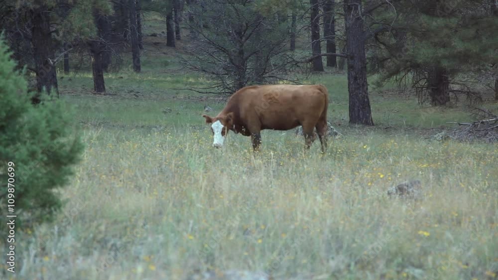 A lone cow grazing in a forest meadow A lone cow grazing in a forest meadow