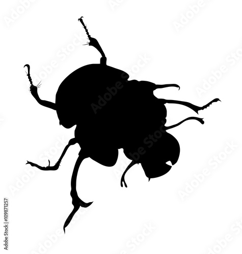 vector  beetle, silhouette