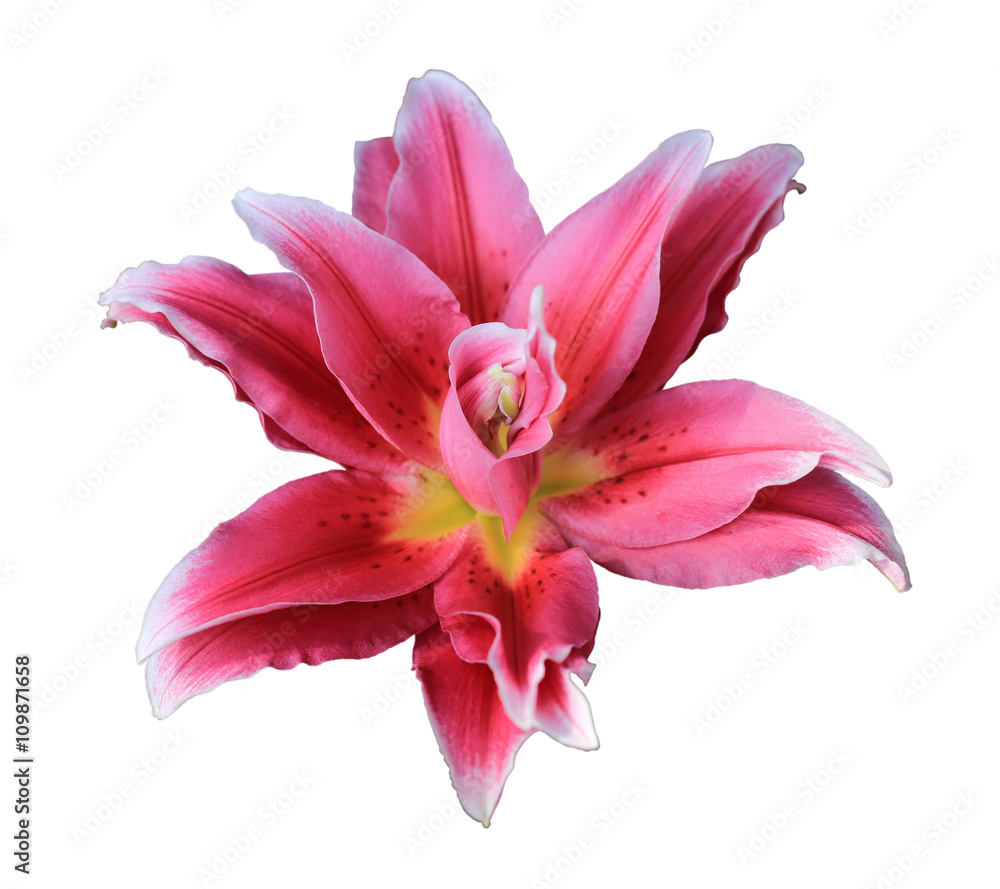 Pink lily flower isolated on white background with clipping path
