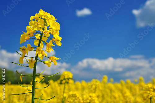 Obraz na plátne Canola rape agriculture flower