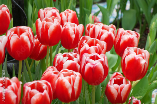 Beautiful of tulips in Gardens by the Bay