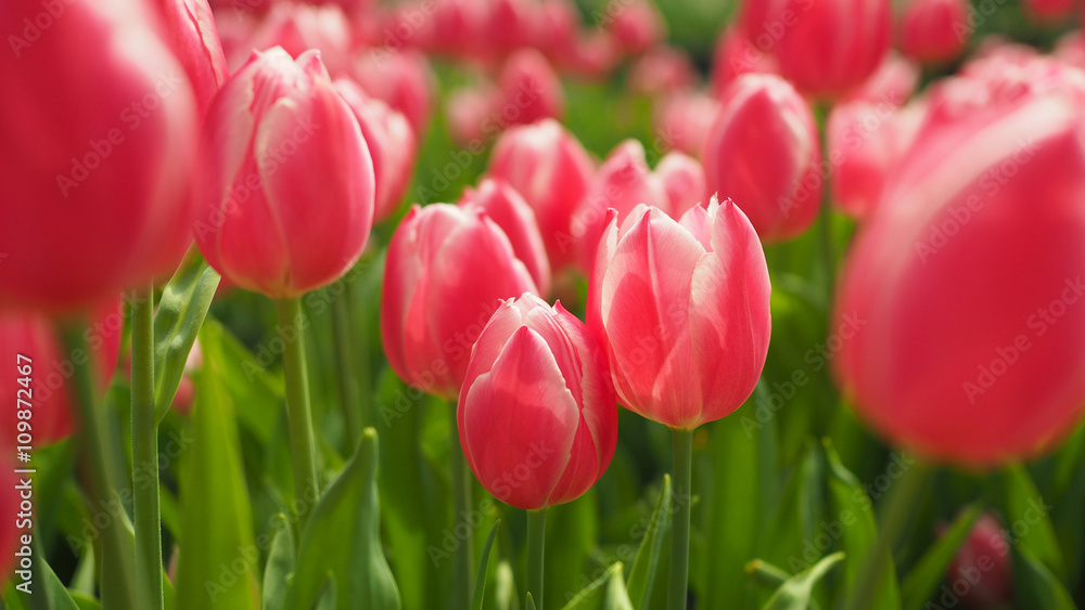 Fototapeta premium Beautiful blossoming tulips. Light pink tulip blooming in garden is very beautiful garden arrangement