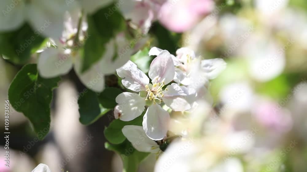 Apfelblüten im Wind / Apfelblüte / Apfelbaum Apfelblüten im Wind / Apfelblüte / Apfelbaum