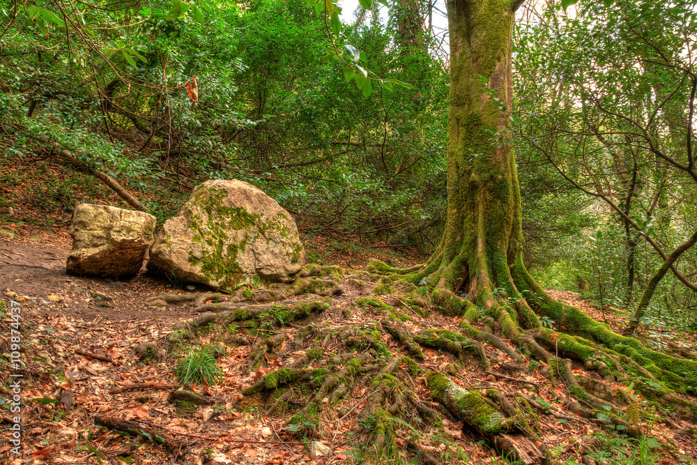Roots and trunk of tree and boulder covered with moss in mountain forest, HDR processing. Roots and trunk of tree and boulder covered with moss in mountain forest, HDR processing.