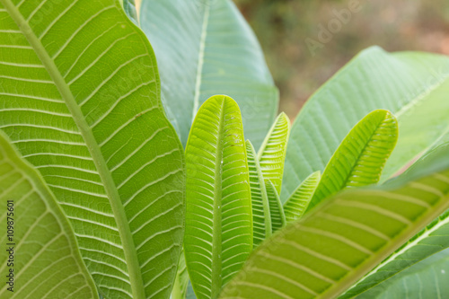 Patterned green leaves of the Plumeria tree