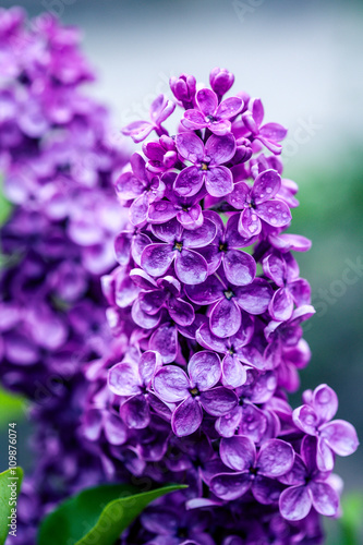 Branch of lilac flowers