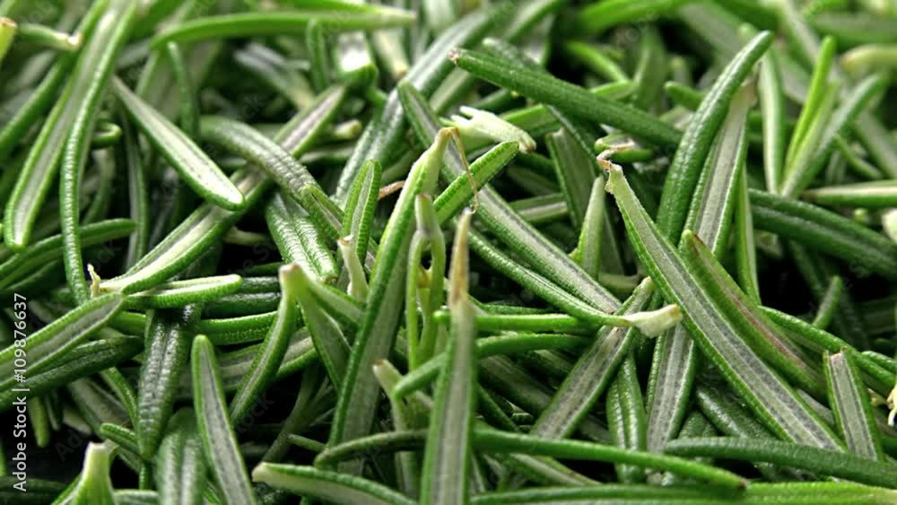 Rotating Rosemary as not loopable detailed 4K UHD footage Rotating Rosemary as not loopable detailed 4K UHD footage