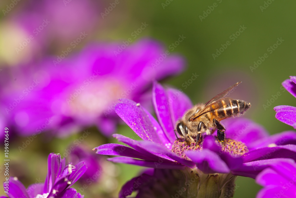 Bee collecting nectar from flower and insect pollinator in the nature Bee collecting nectar from flower and insect pollinator in the nature