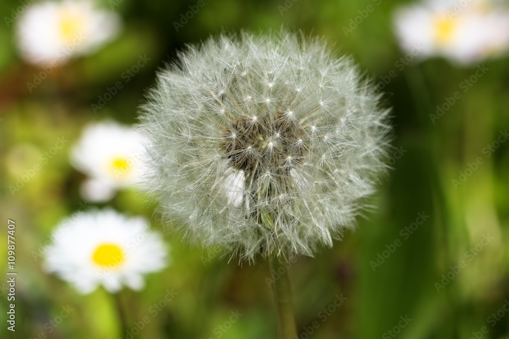 Pusteblume mit Gänseblümchen im Hintergund Pusteblume mit Gänseblümchen im Hintergund