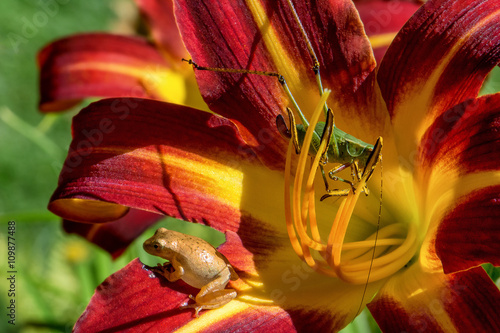 An immature katydid (Microcentrum sp.) and a Copes gray tree frog (Hyla chrysoscelis) share space on a fiery red and yellow lily flower. photo