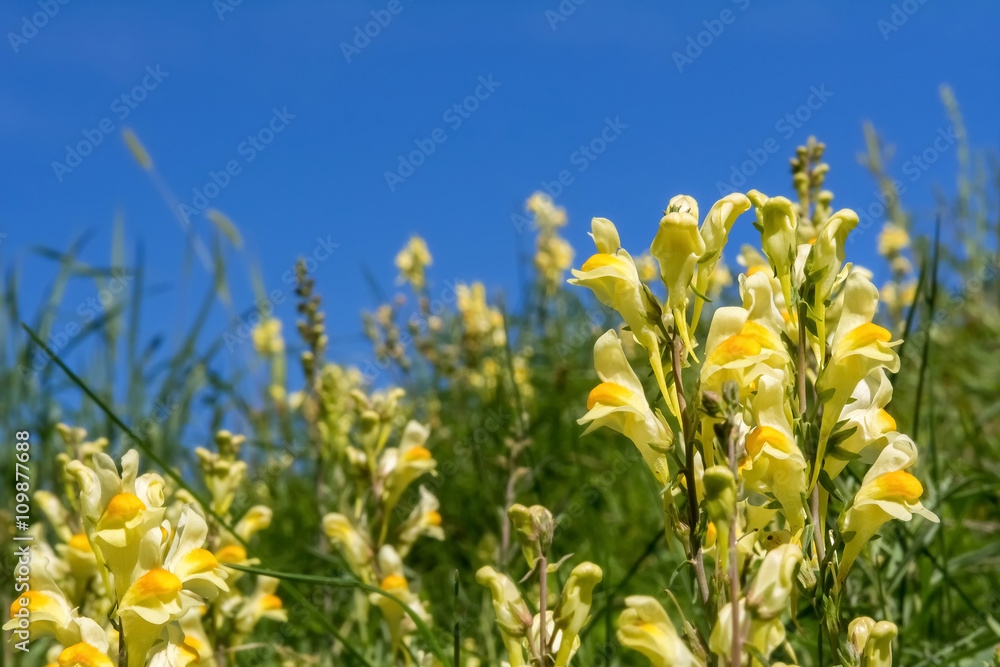 A group of butter-and-eggs flowers (Linaria vulgaris), also known as toadflax, in a meadow against a blue sky; a member of the snapdragon family (Scrophulariaceae).